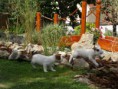 /album/fotogalerie/pupps-051-jpg/